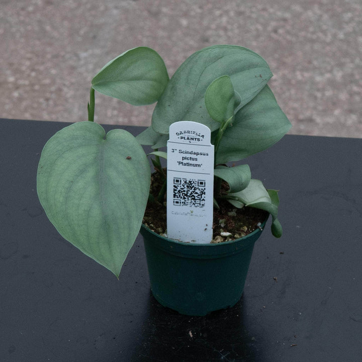 Gabriella Plants Scindapsus 3" Scindapsus pictus 'Platinum‘