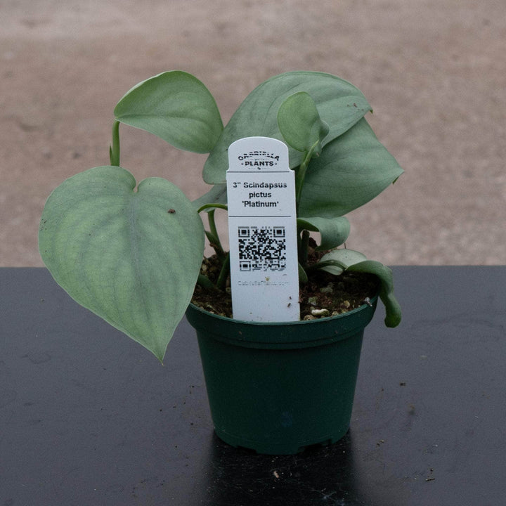 Gabriella Plants Scindapsus 3" Scindapsus pictus 'Platinum‘