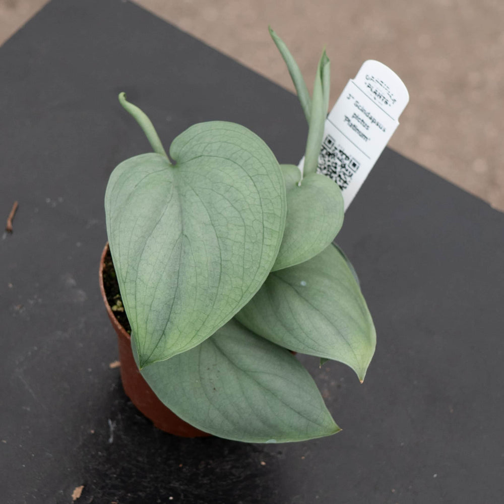 Gabriella Plants Scindapsus 3" Scindapsus pictus 'Platinum‘