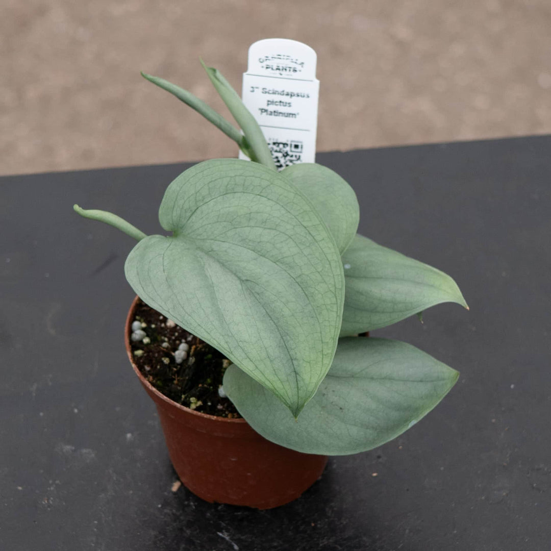 Gabriella Plants Scindapsus 3" Scindapsus pictus 'Platinum‘