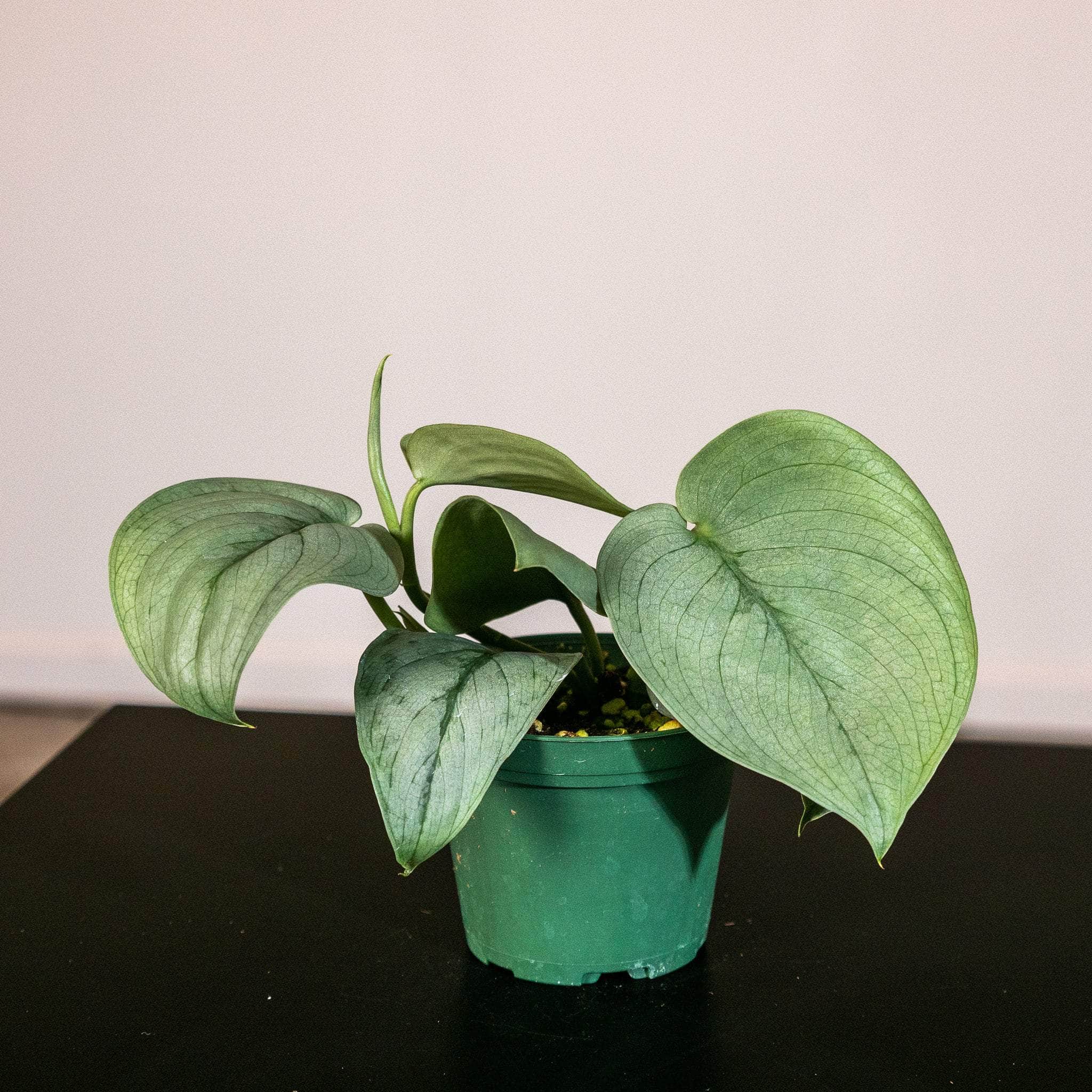 Gabriella Plants Scindapsus 3" Scindapsus pictus 'Platinum‘