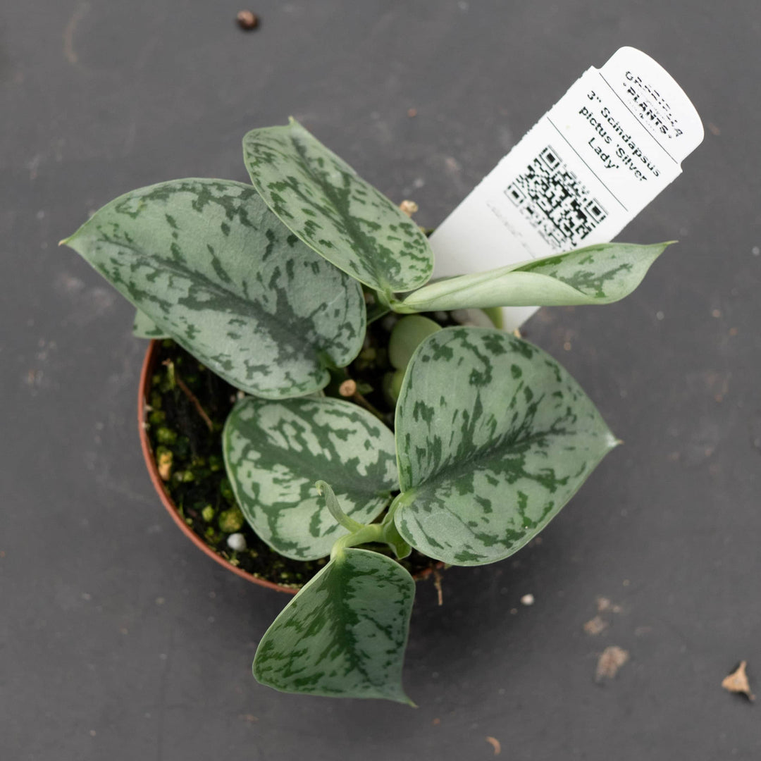 silver lady pothos for sale Scindapsus pictus 'Silver Lady'