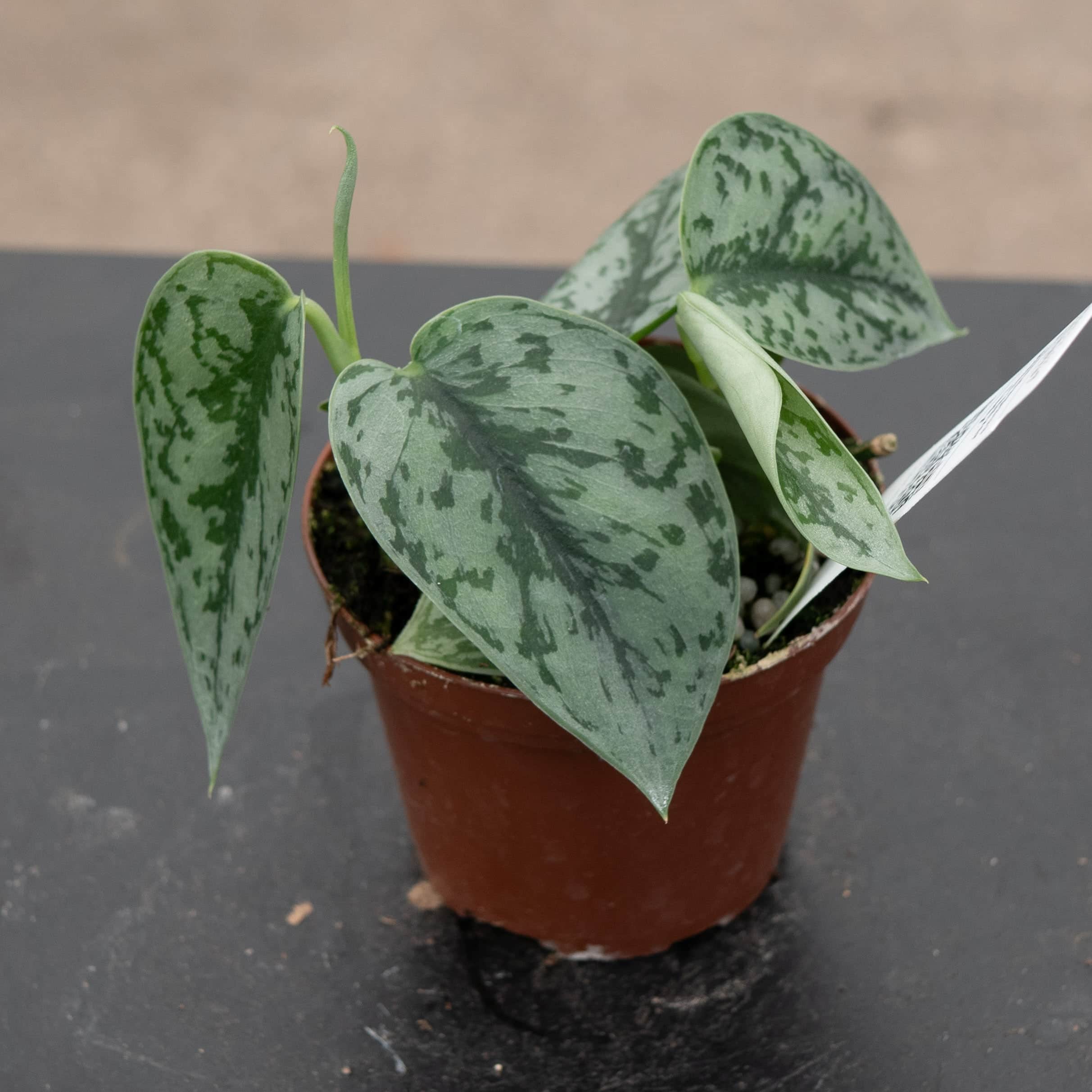 silver lady philodendron Scindapsus pictus 'Silver Lady'
