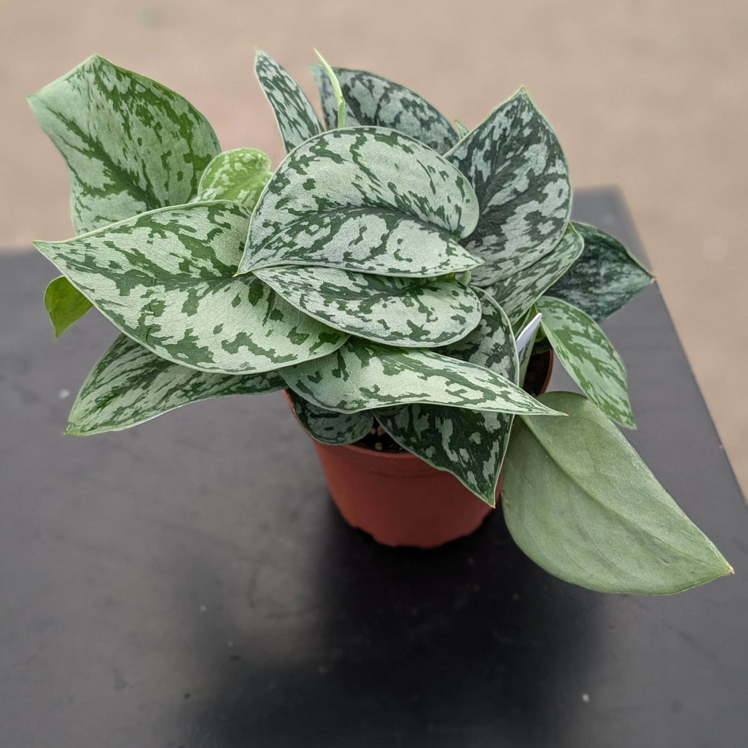 scindapsus pictus silver pothos Scindapsus pictus 'Silver Lady'