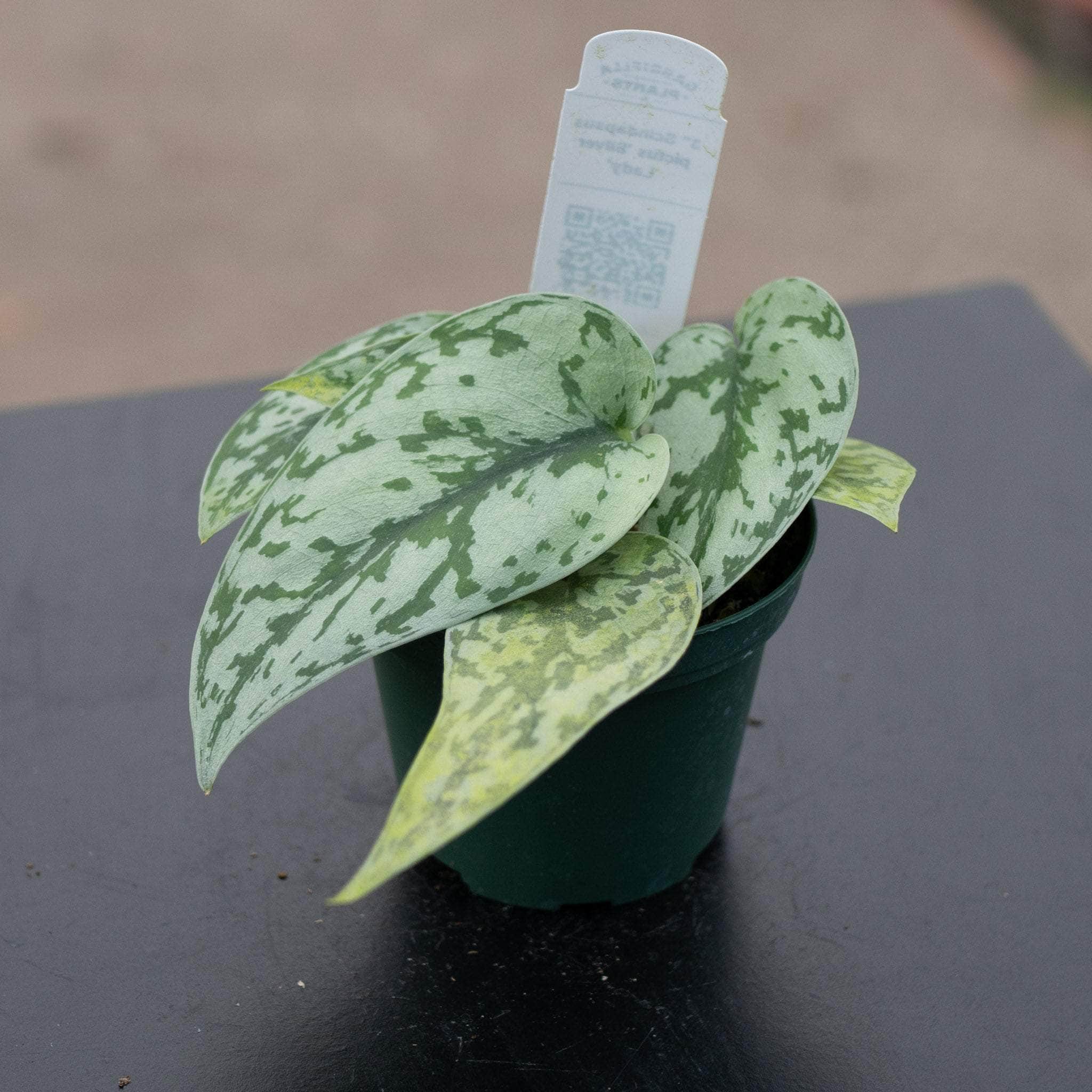 Scindapsus pictus 'Silver Lady' - Gabriella Plants Scindapsus pictus 'Silver Lady' - Gabriella Plants