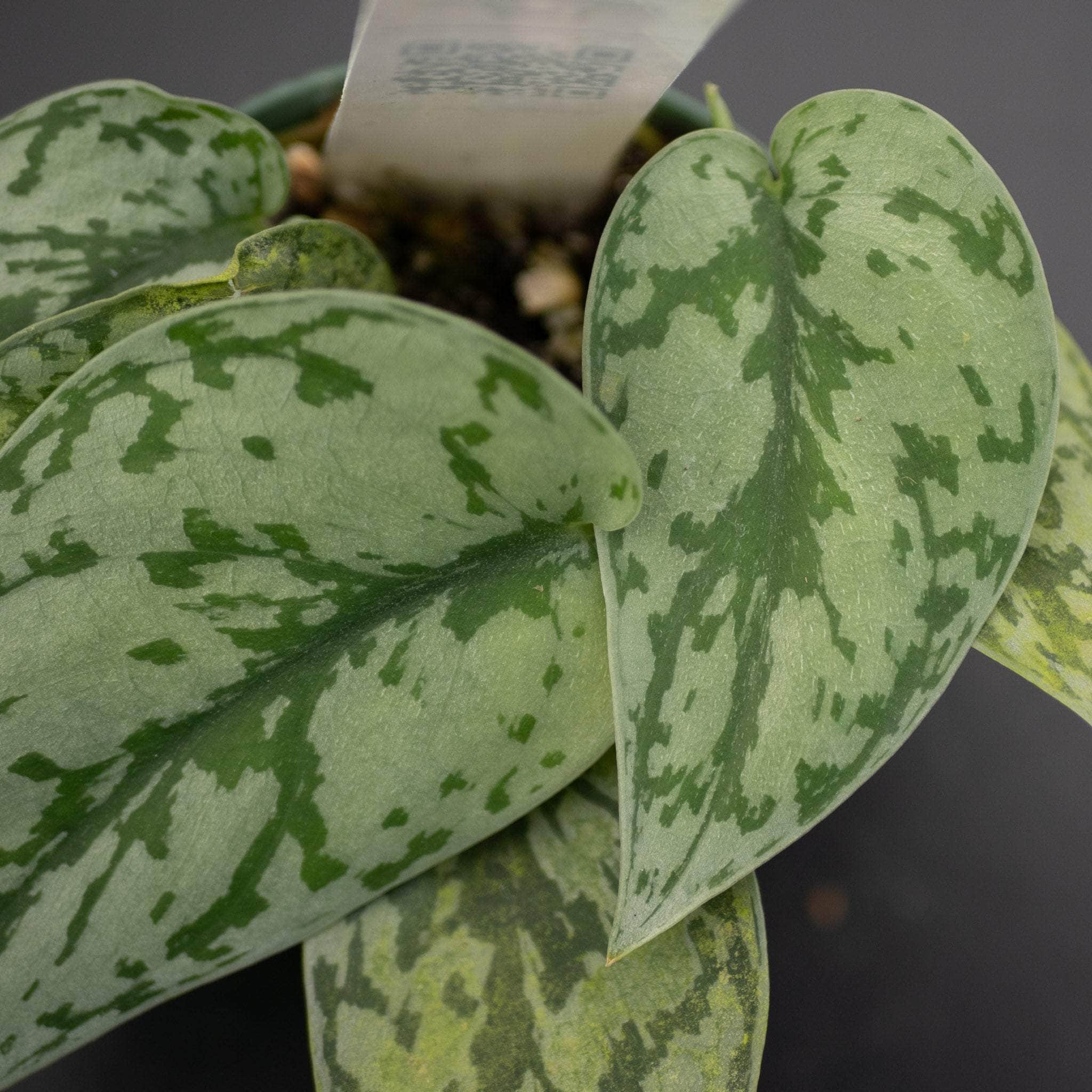 Scindapsus pictus 'Silver Lady' - Gabriella Plants