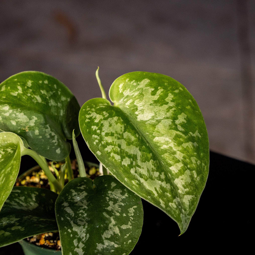 pothos silver splash Scindapsus pictus 'Silver Splash'
