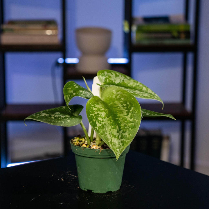 silver splash pothos for sale Scindapsus pictus 'Silver Splash'