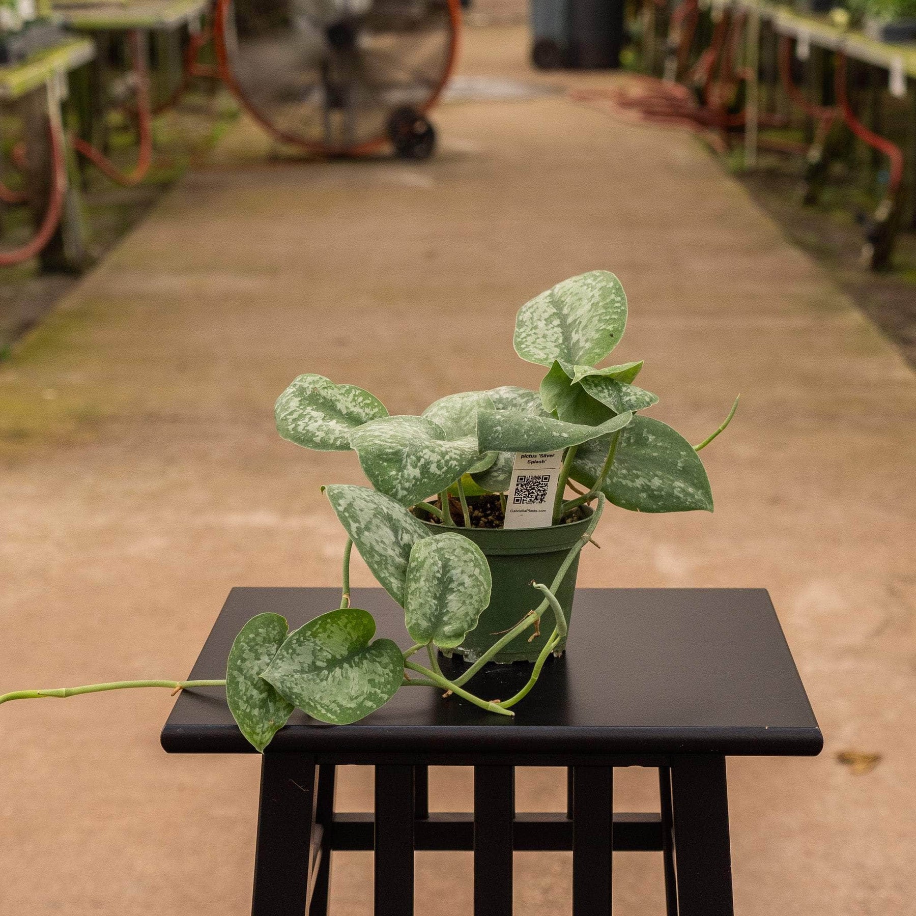 pothos silver splash care Scindapsus pictus 'Silver Splash'