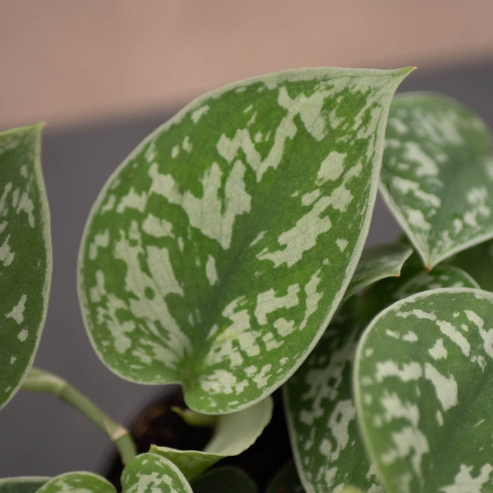 Gabriella Plants Scindapsus Scindapsus pictus 'Silvery Ann'