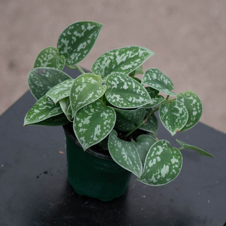 Gabriella Plants Scindapsus Scindapsus pictus 'Silvery Ann'