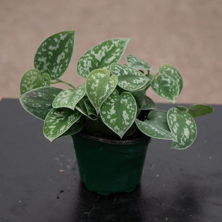 Gabriella Plants Scindapsus Scindapsus pictus 'Silvery Ann'