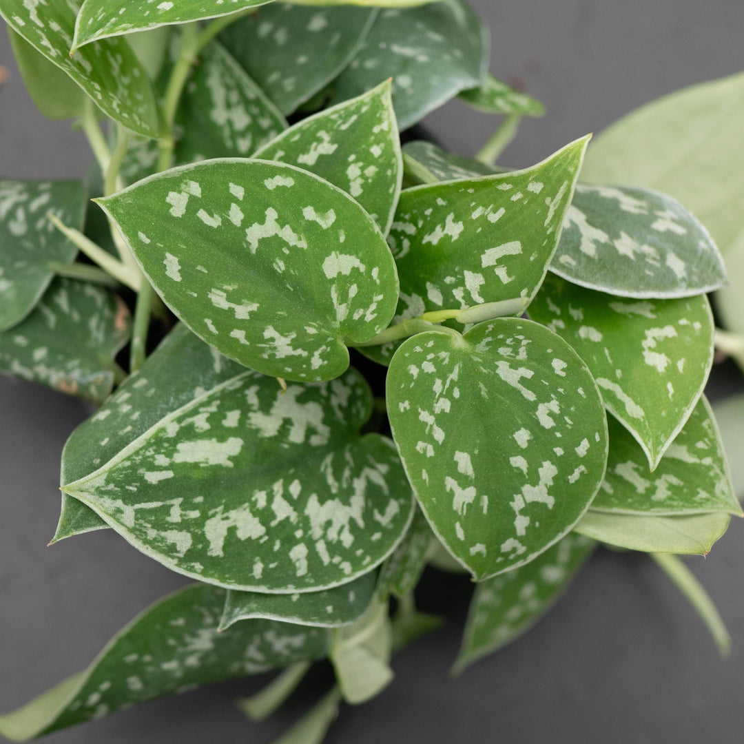 Gabriella Plants Scindapsus Scindapsus pictus &