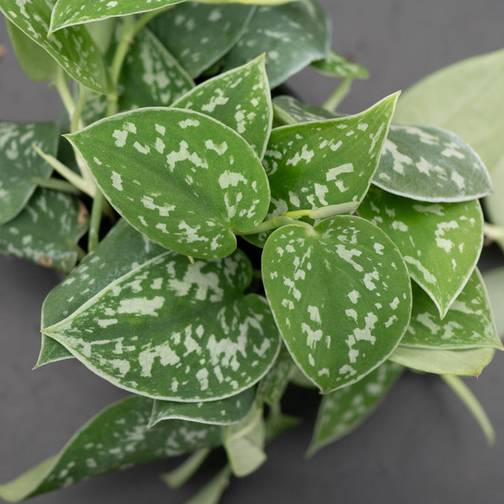 Gabriella Plants Scindapsus Scindapsus pictus &
