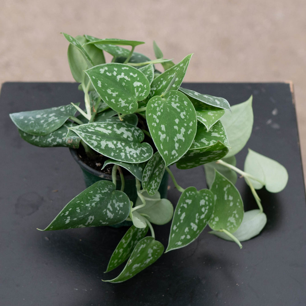 Gabriella Plants Scindapsus Scindapsus pictus 'Silvery Ann'