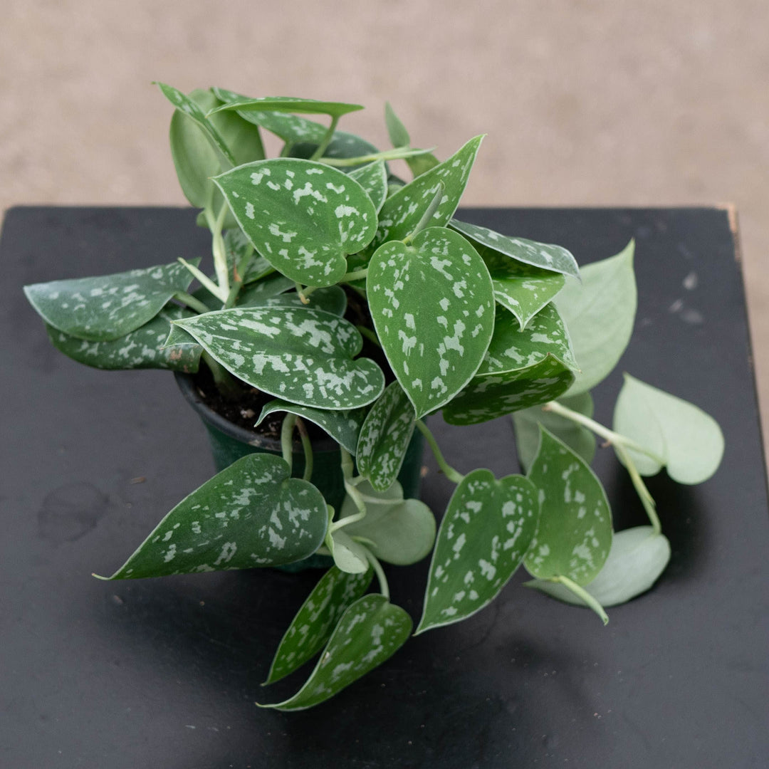 Gabriella Plants Scindapsus Scindapsus pictus &