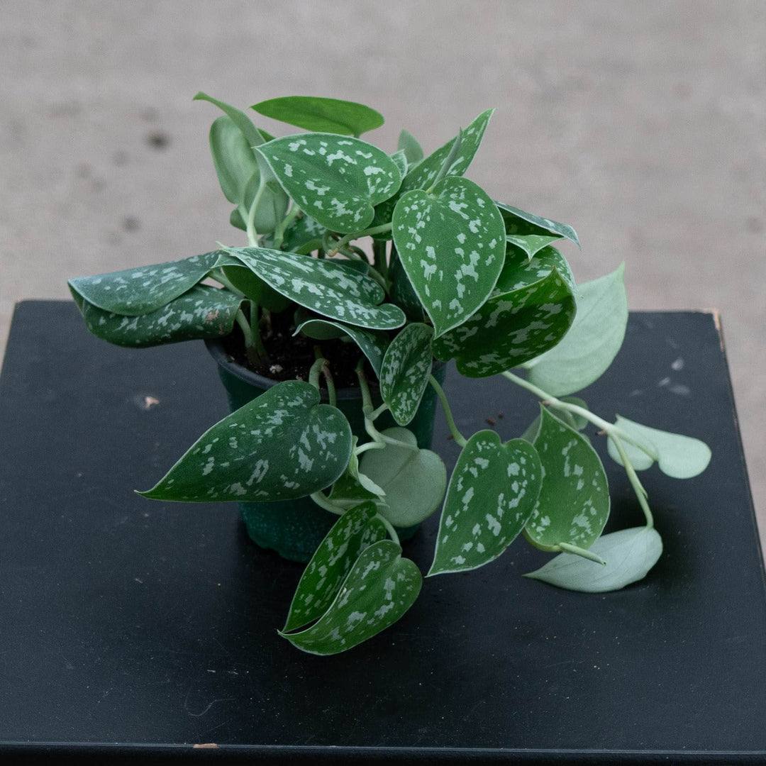 Gabriella Plants Scindapsus Scindapsus pictus 'Silvery Ann'