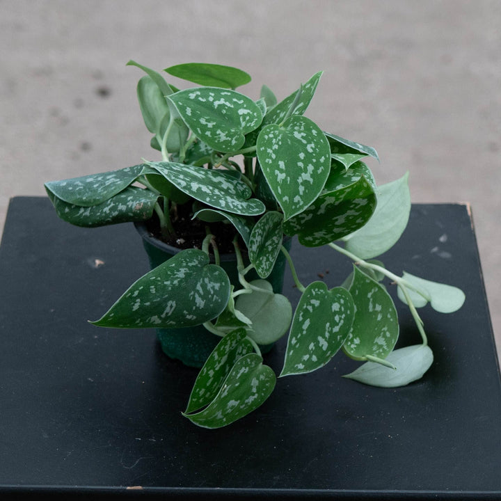 Gabriella Plants Scindapsus Scindapsus pictus &