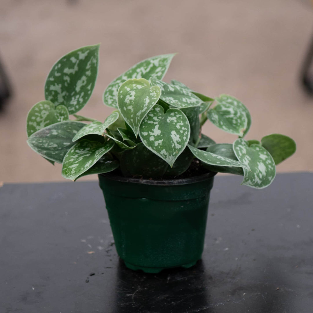 Gabriella Plants Scindapsus 4" Scindapsus pictus 'Silvery Ann'