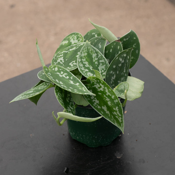 Gabriella Plants Scindapsus 4" Scindapsus pictus 'Silvery Ann'