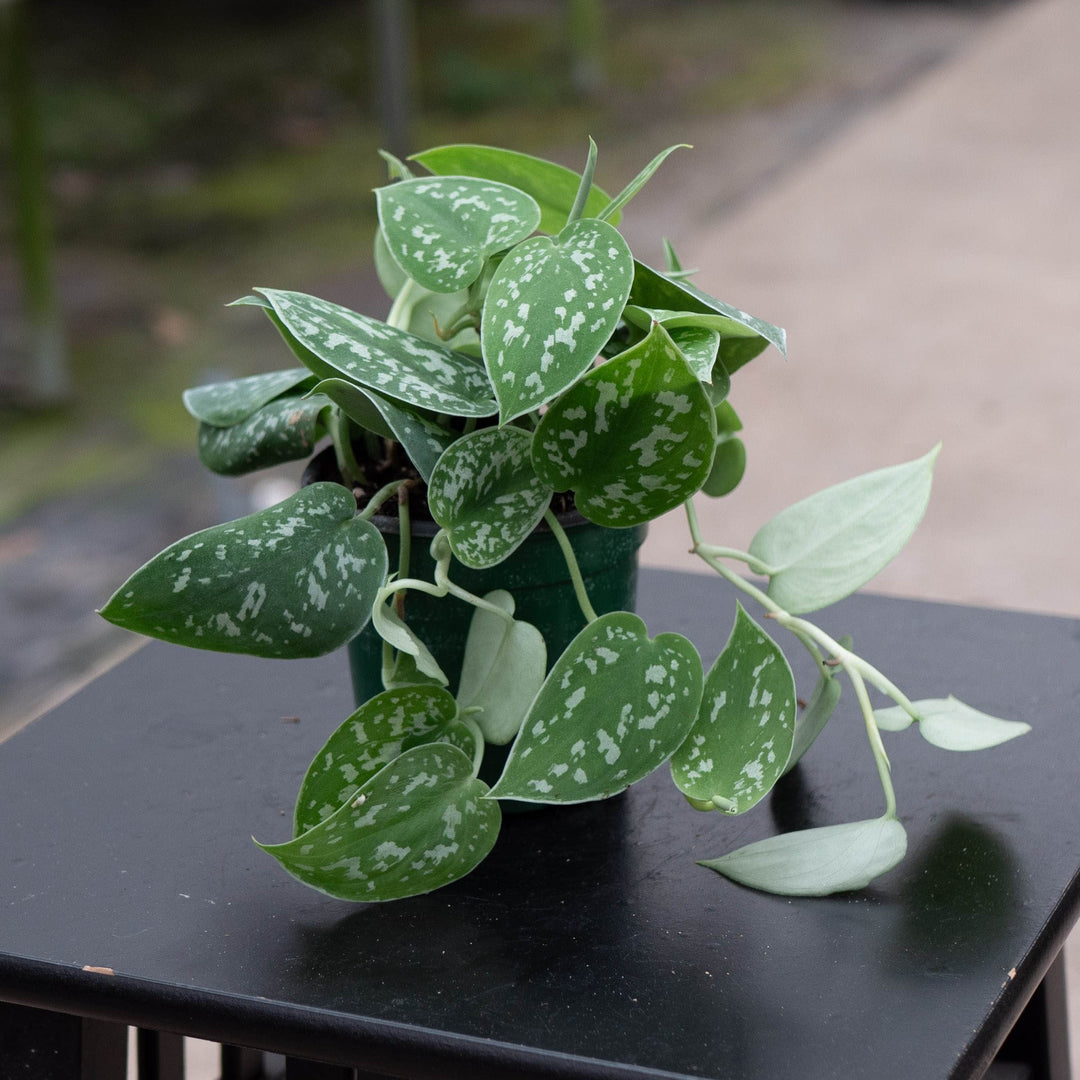 Gabriella Plants Scindapsus 4" Scindapsus pictus &