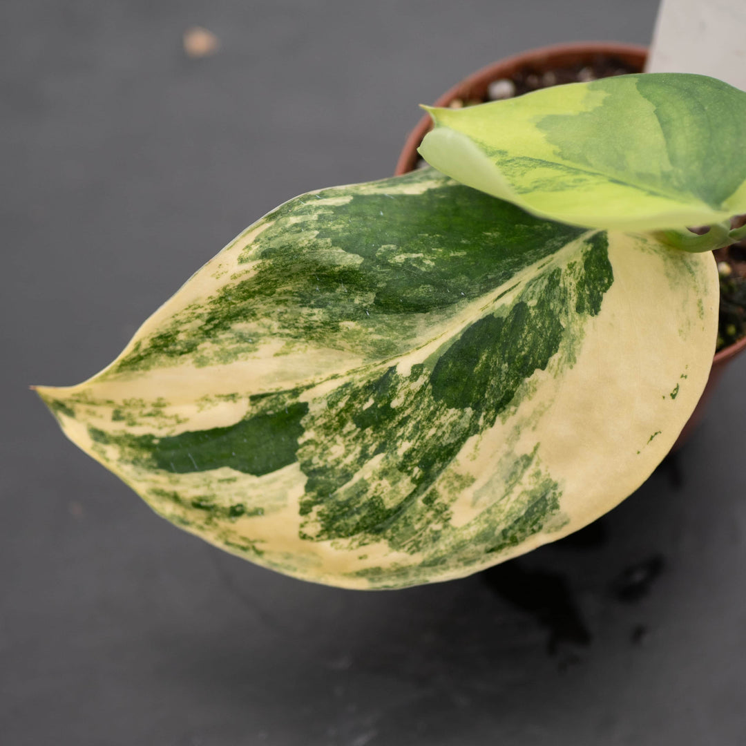 Gabriella Plants Scindapsus Scindapsus pictus variegated 'Jade Satin'