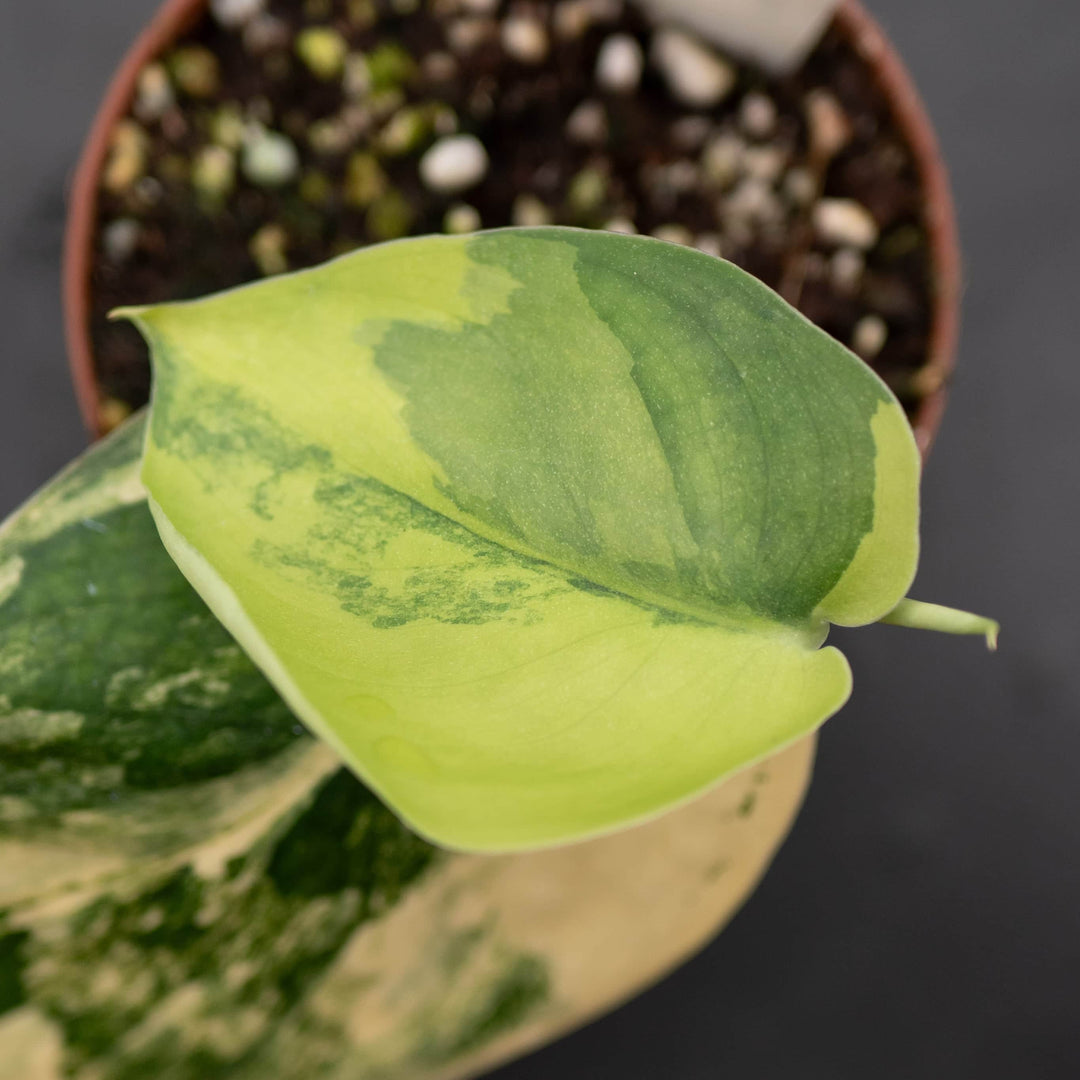 Gabriella Plants Scindapsus Scindapsus pictus variegated 'Jade Satin'