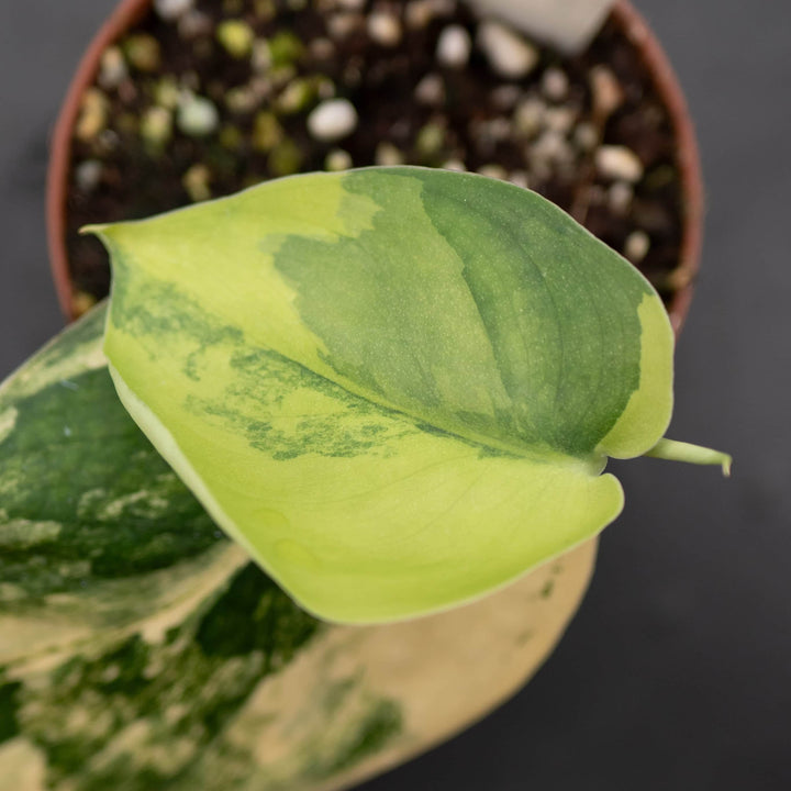 Gabriella Plants Scindapsus Scindapsus pictus variegated 'Jade Satin'