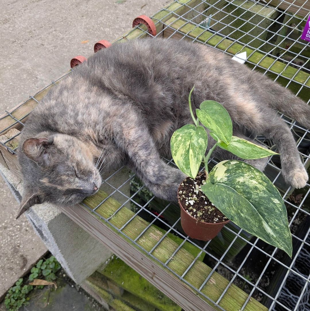 cat jade plant Scindapsus pictus variegated 'Jade Satin'