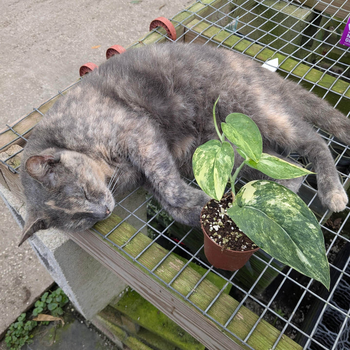 Gabriella Plants Scindapsus 3” Scindapsus pictus variegated 'Jade Satin'