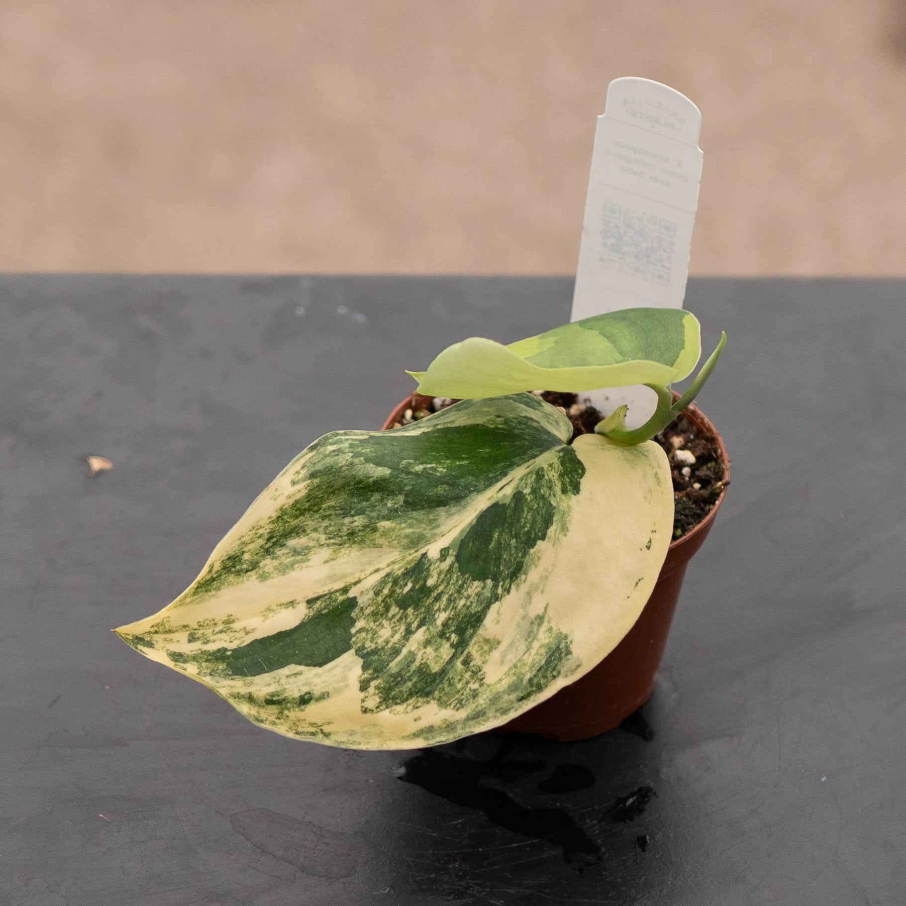 Scindapsus pictus variegated 'Jade Satin'