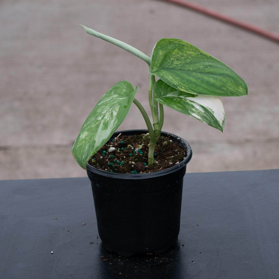 jade satin plant Scindapsus pictus variegated 'Jade Satin'