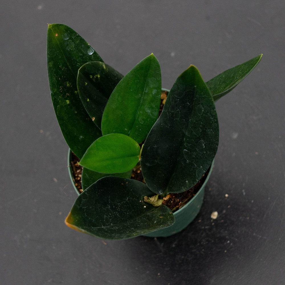 Gabriella Plants Scindapsus 3" Scindapsus treubii 'Dark Form'