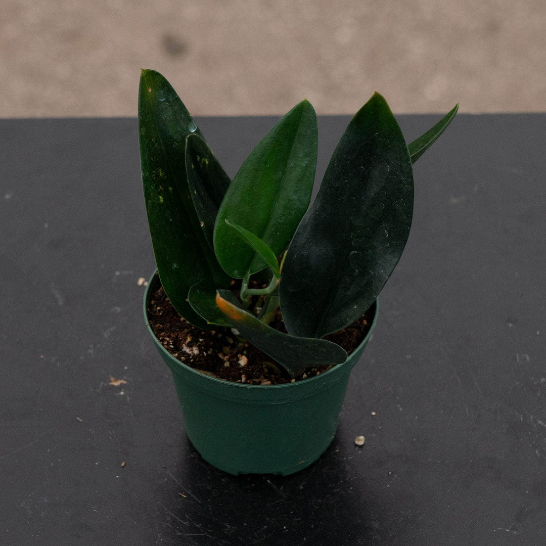 Gabriella Plants Scindapsus 3" Scindapsus treubii 'Dark Form'