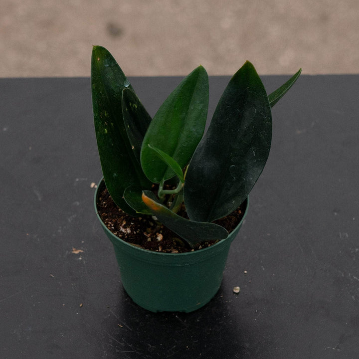 Gabriella Plants Scindapsus 3" Scindapsus treubii 'Dark Form'