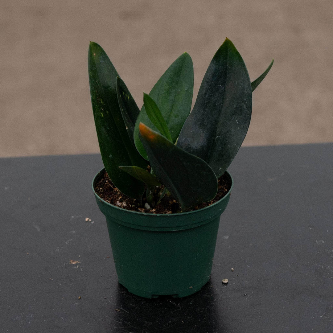 Gabriella Plants Scindapsus 3" Scindapsus treubii 'Dark Form'