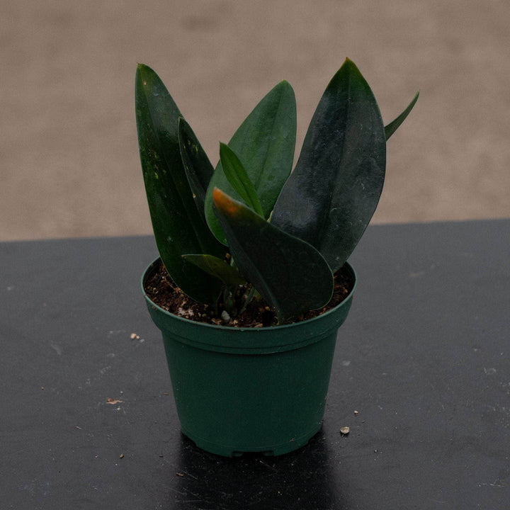 Gabriella Plants Scindapsus 3" Scindapsus treubii 'Dark Form'