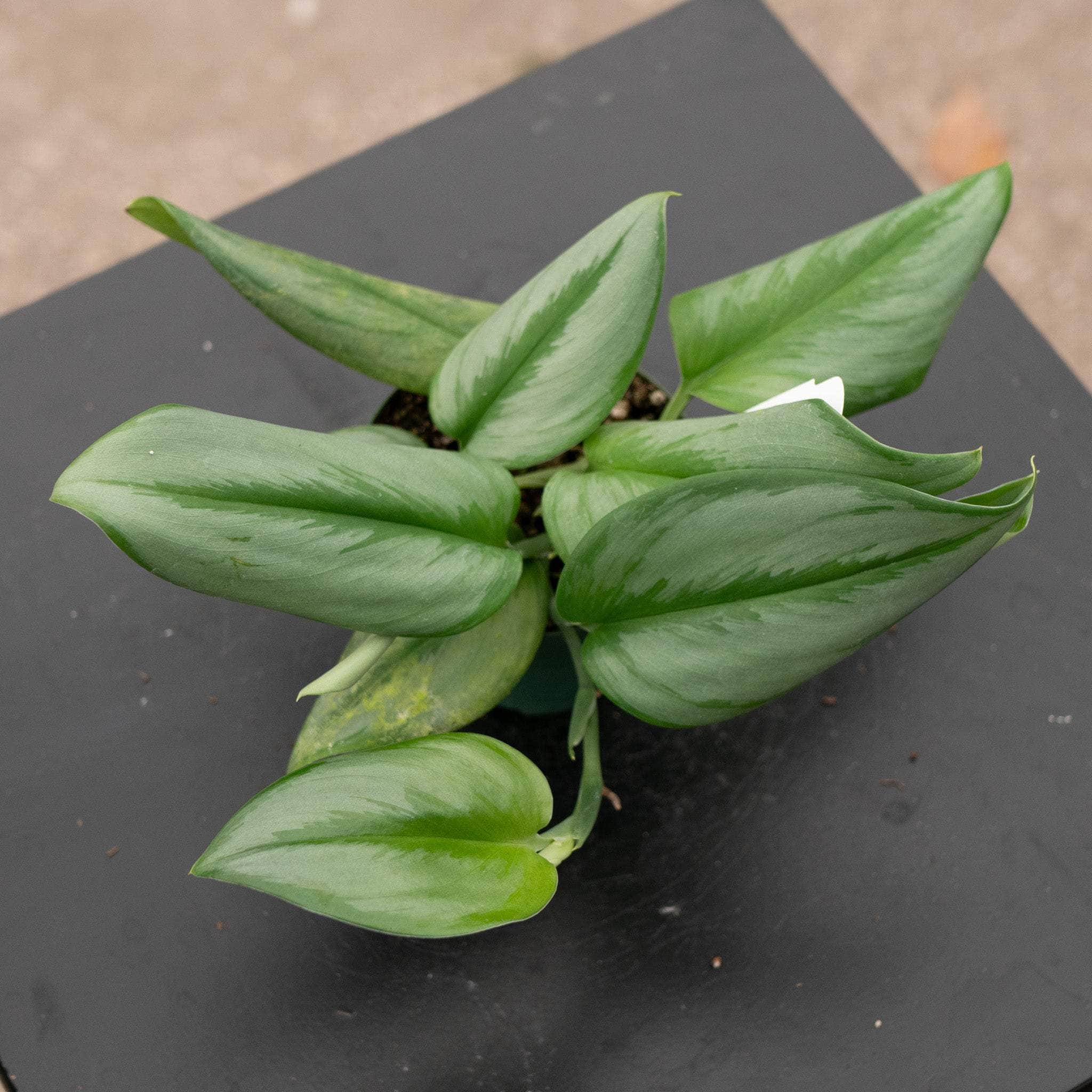 pothos treubii moonlight Scindapsus treubii 'Moonlight'
