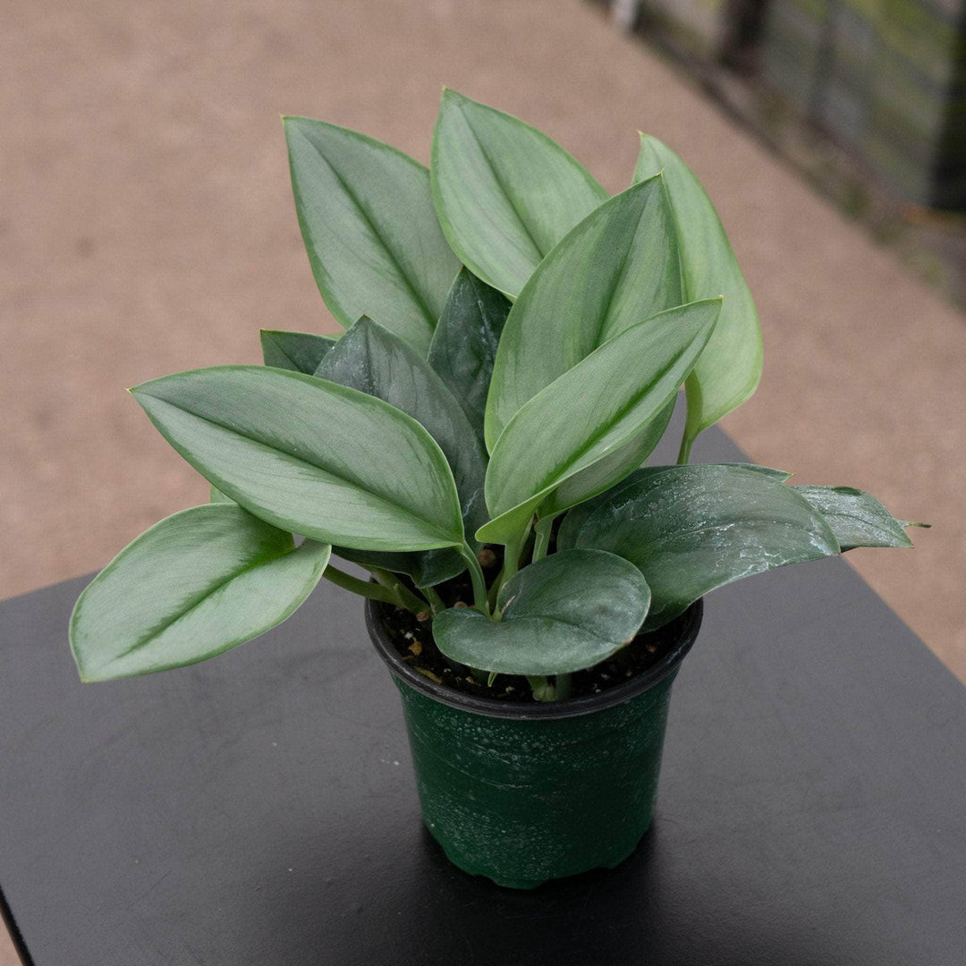 pothos moonlight treubii Scindapsus treubii 'Moonlight'