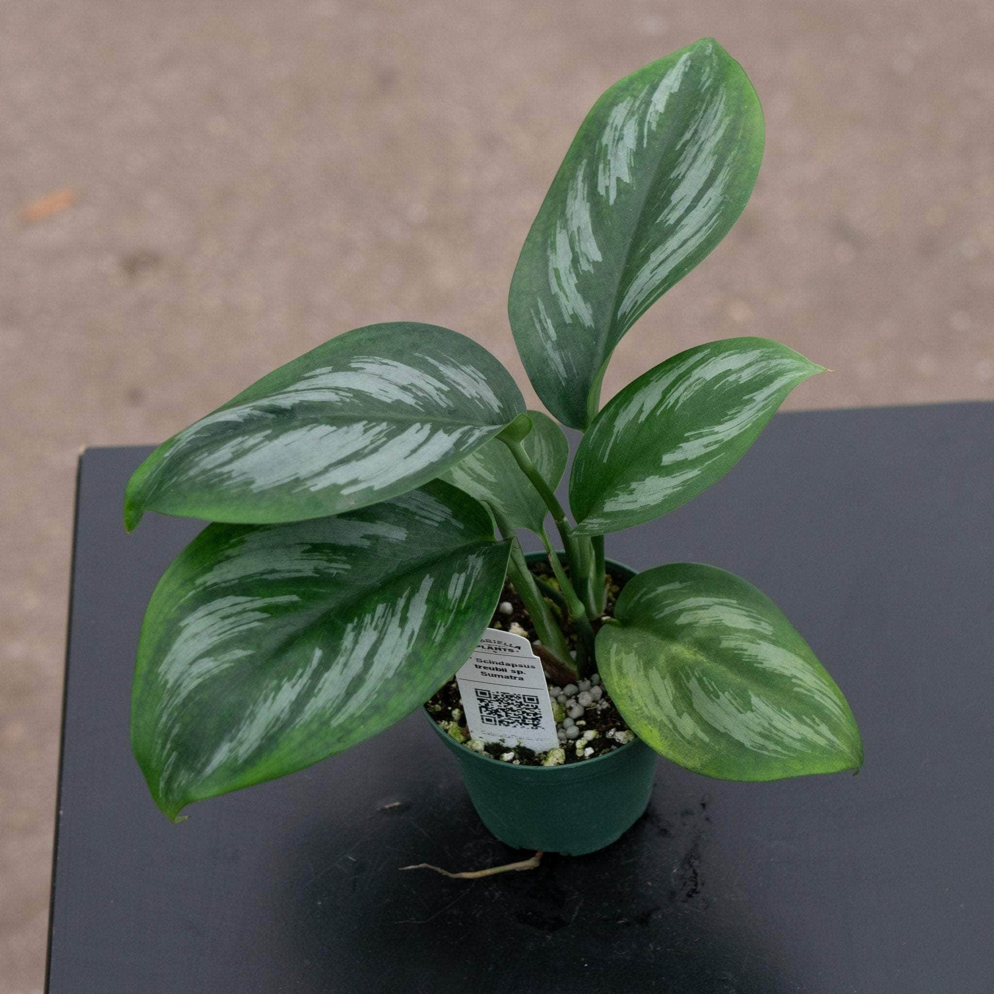 Scindapsus treubii sp. Sumatra - Gabriella Plants