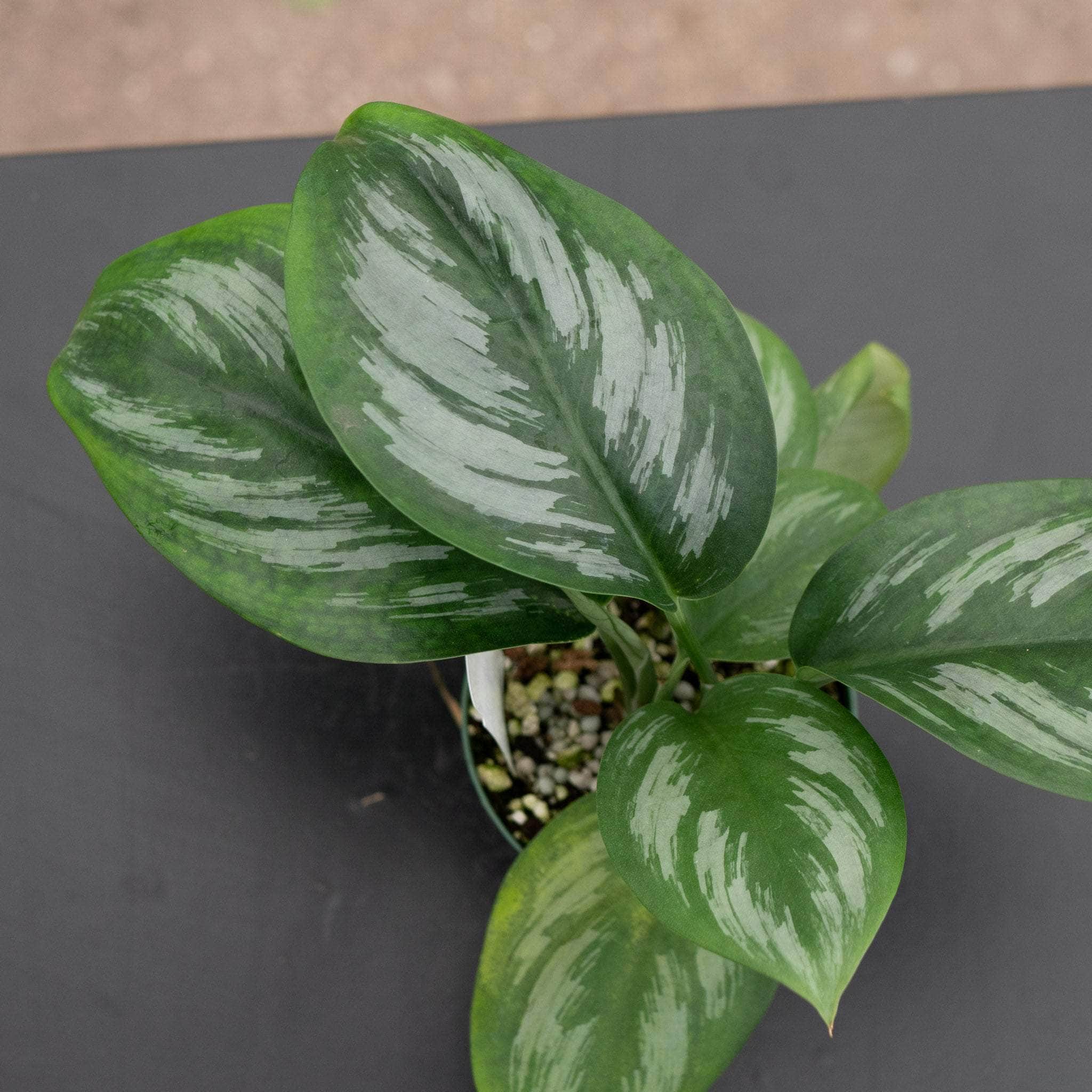 treubii pothos Scindapsus treubii sp. Sumatra