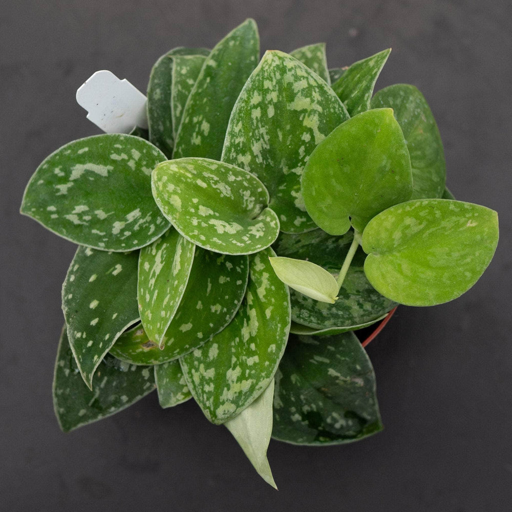 Gabriella Plants Scindapsus 4" Scindapsus tricolor Borneo