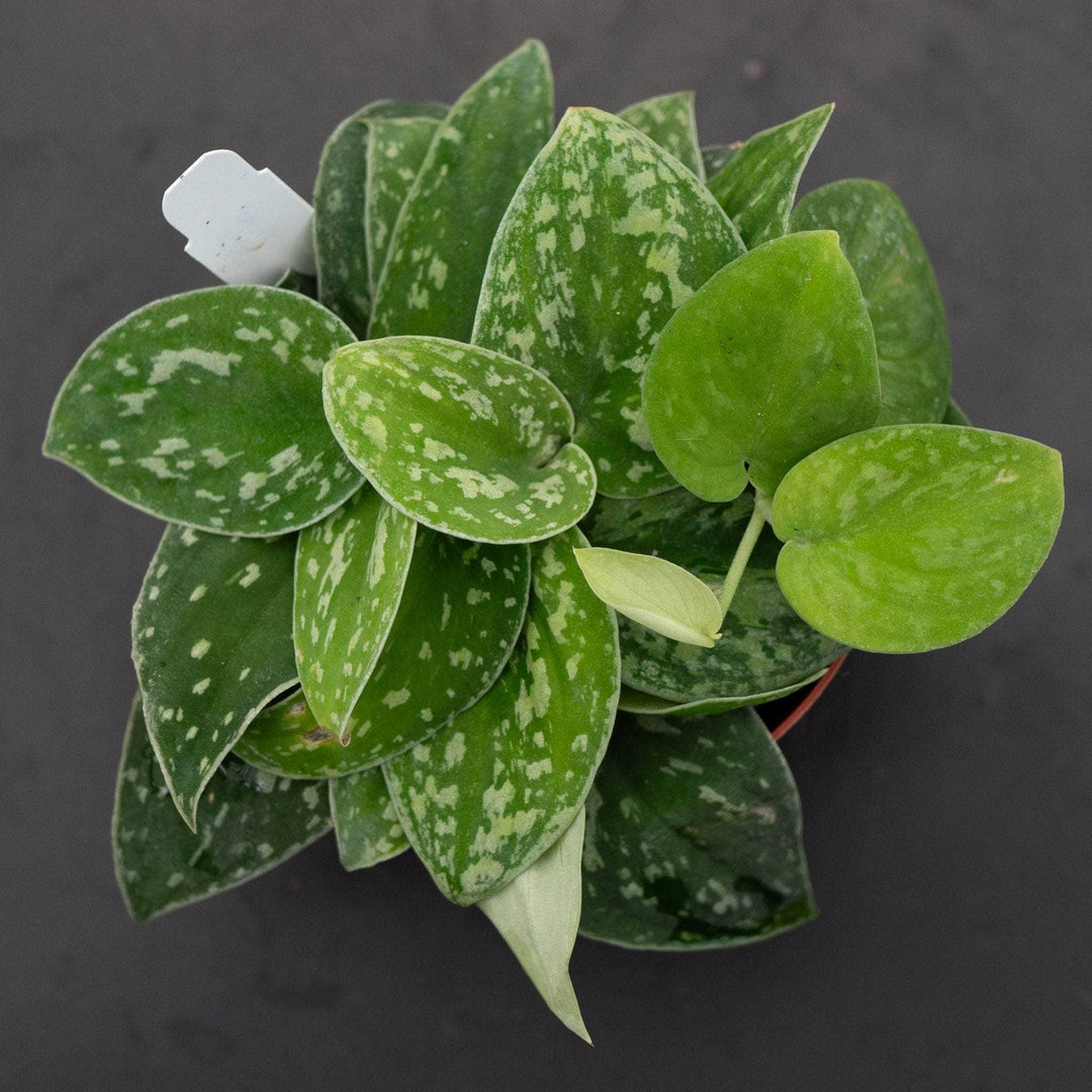 Gabriella Plants Scindapsus 4" Scindapsus tricolor Borneo