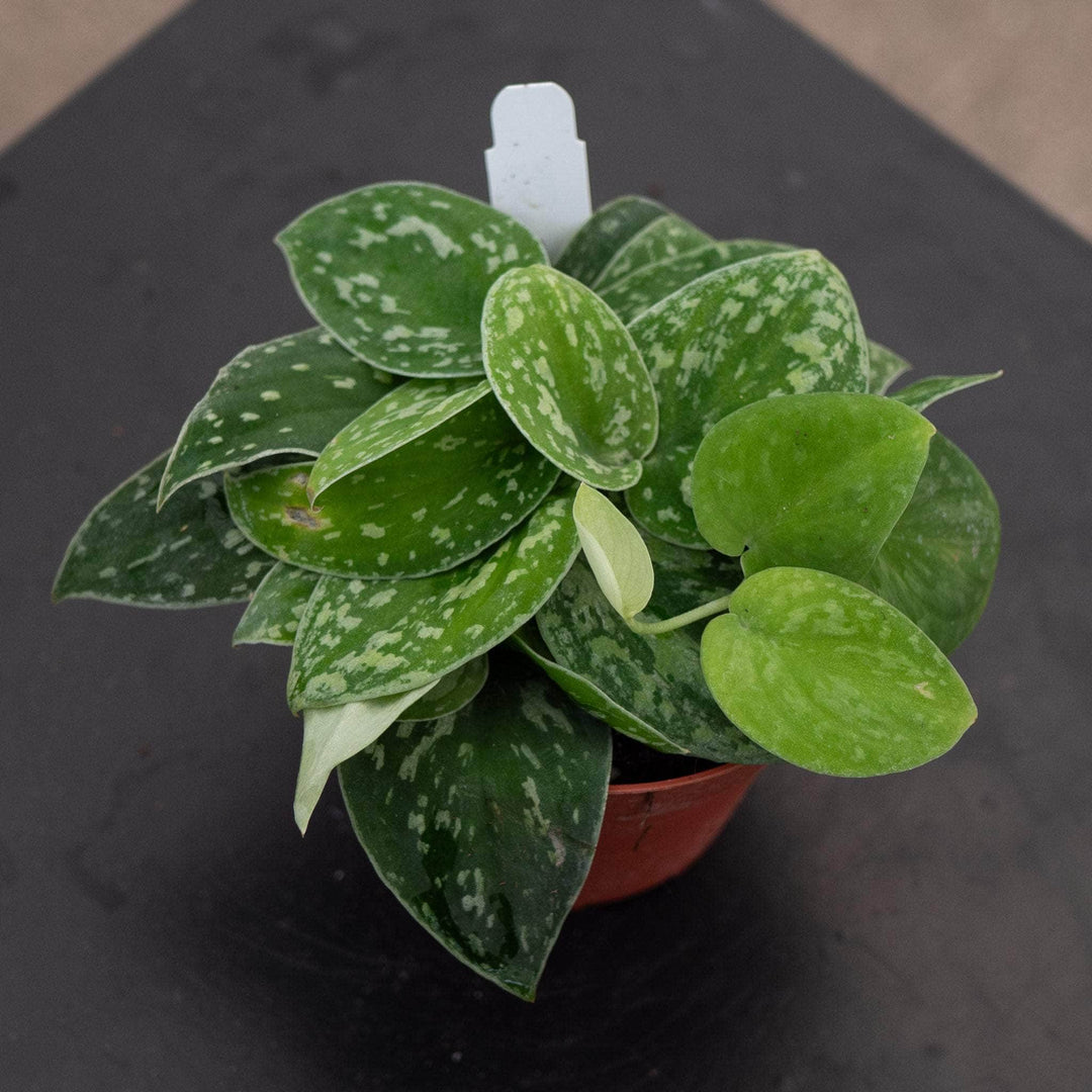 Gabriella Plants Scindapsus 4" Scindapsus tricolor Borneo