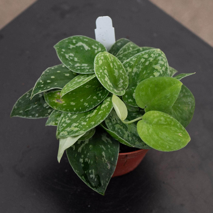 Gabriella Plants Scindapsus 4" Scindapsus tricolor Borneo