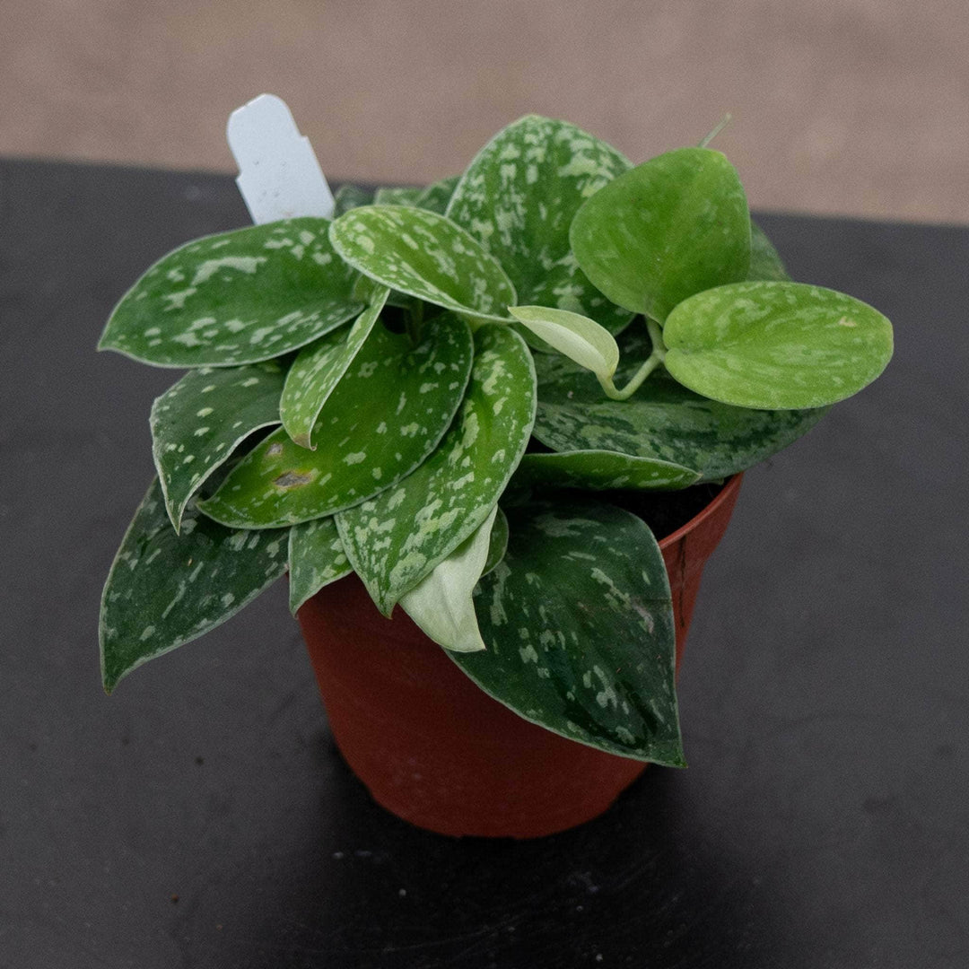 Gabriella Plants Scindapsus 4" Scindapsus tricolor Borneo