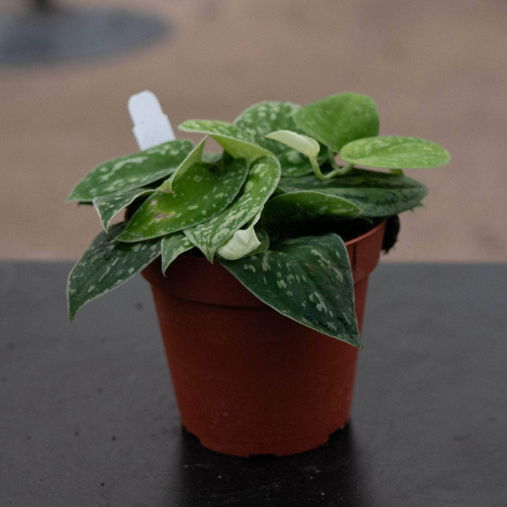 Gabriella Plants Scindapsus 4" Scindapsus tricolor Borneo