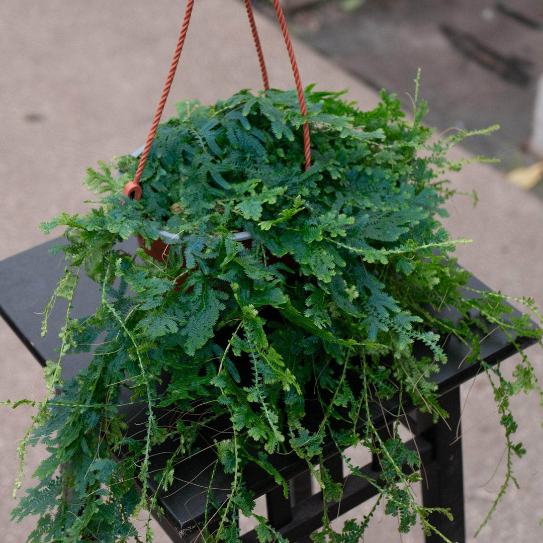 rainbow moss hanging plant Fern Selaginella uncinata 'Rainbow Fern'