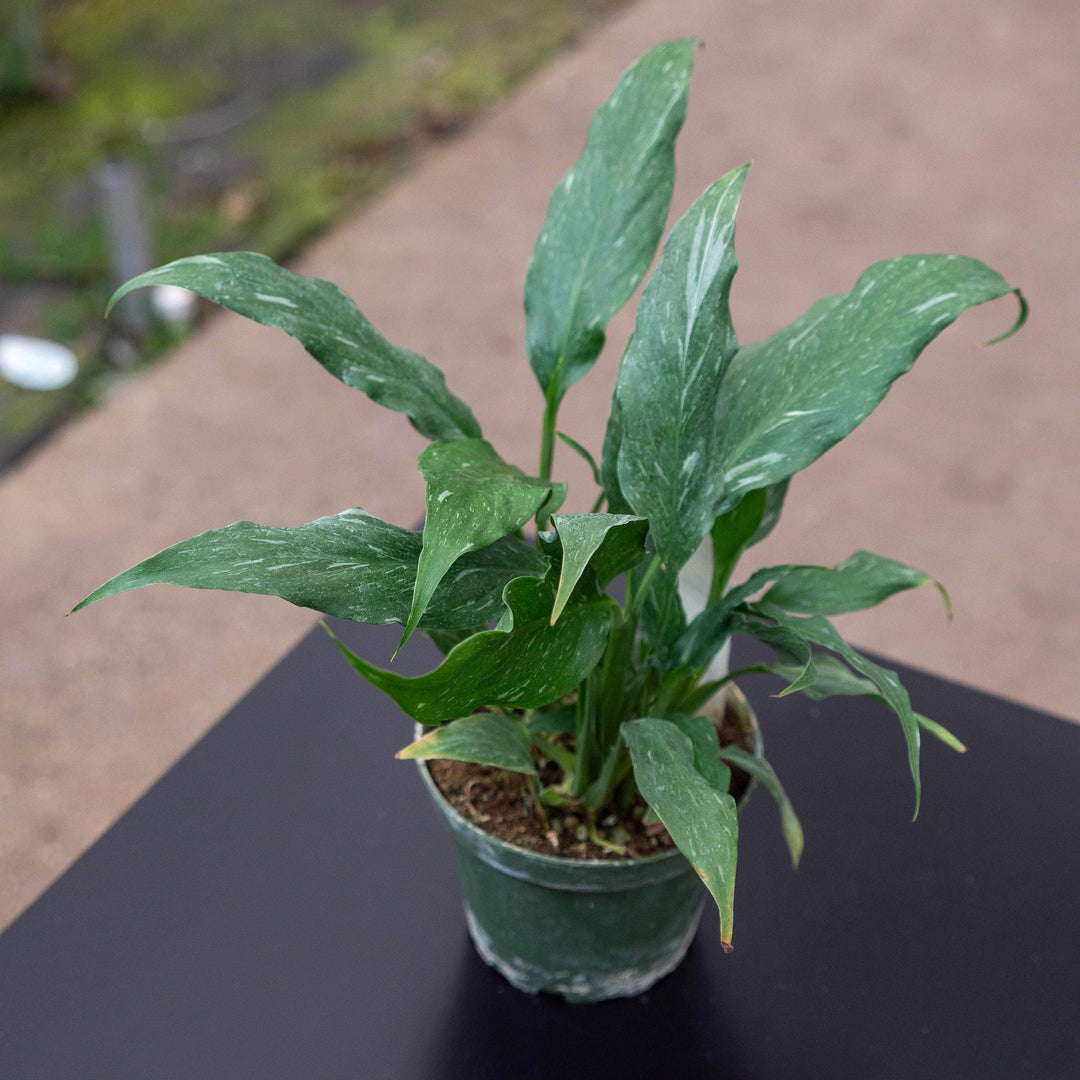 house plant similar to peace lily Spathiphyllum 'Disco'