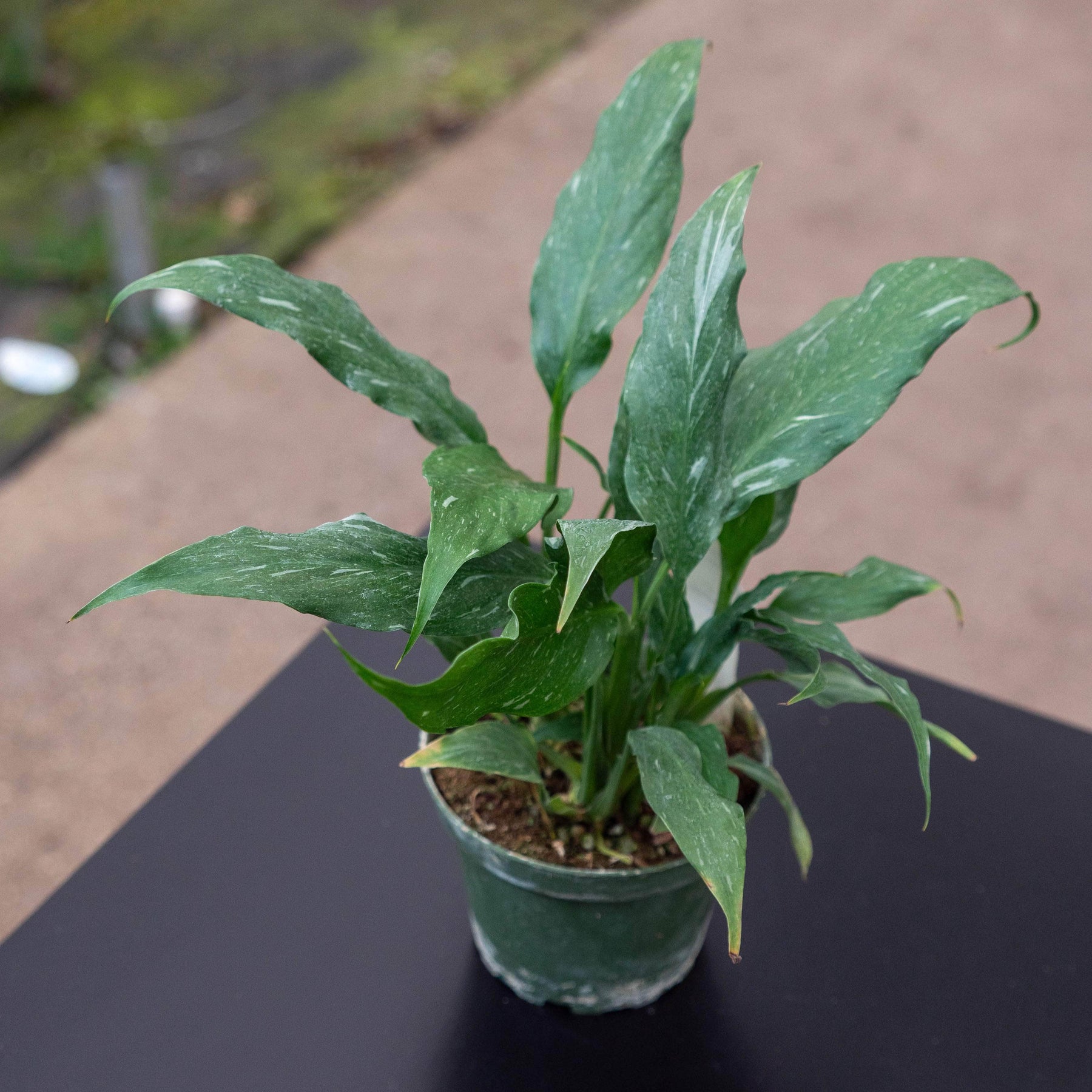 disco peace lily Spathiphyllum 'Disco'
